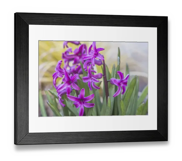 Framed Print : Washington State, Bellevue. Hyacinth