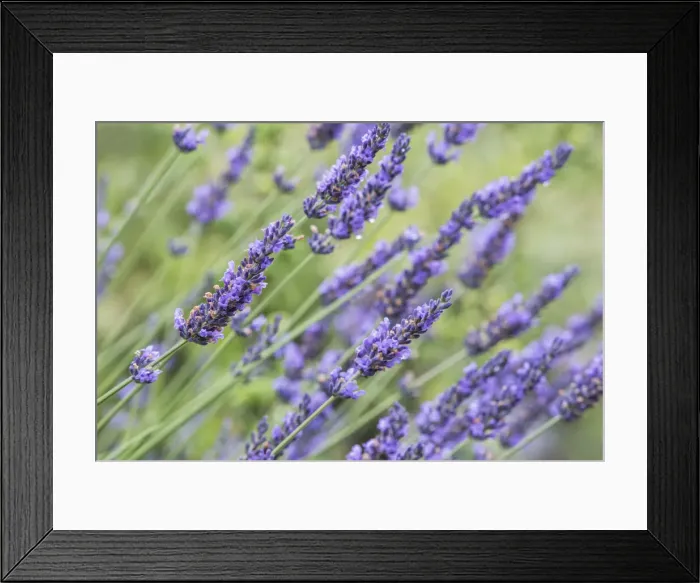 Framed Print : Washington State, Bellevue. Lavender