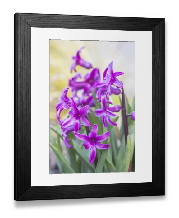 Framed Print : Washington State, Bellevue. Hyacinth Framed Print : Washington State, Bellevue. Hyacinth