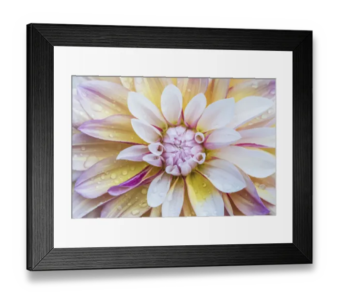 Framed Print : Washington State, Seattle. Dahlia Framed Print : Washington State, Seattle. Dahlia