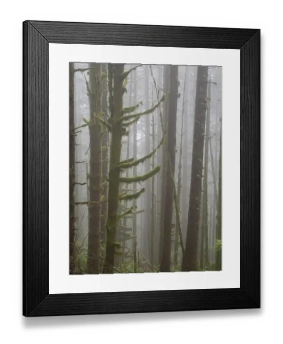 Framed Print : Washington State, Tiger Mountain, Trees in fog Framed Print : Washington State, Tiger Mountain, Trees in fog