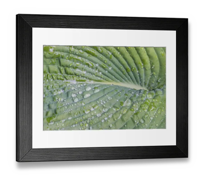 Framed Print : Washington State, Bellevue. Water drops on hosta