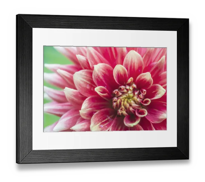 Framed Print : Washington State, Seattle. Dahlia Framed Print : Washington State, Seattle. Dahlia