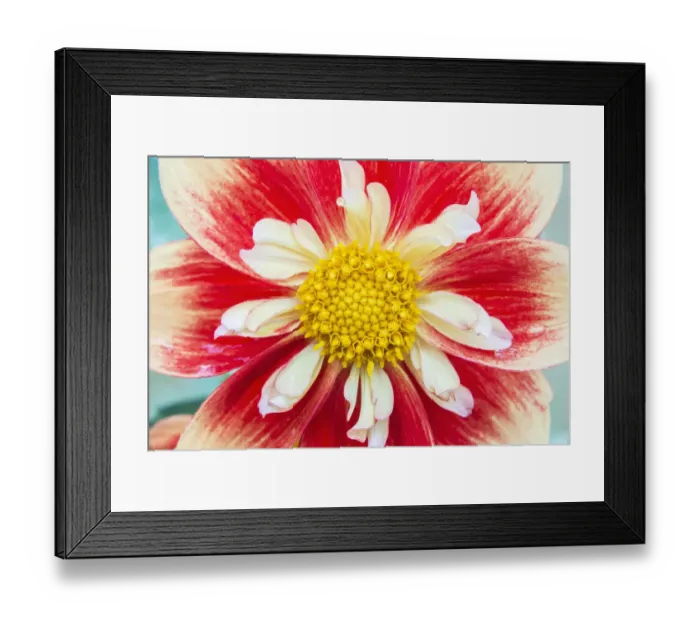 Framed Print : Washington State, Seattle. Dahlia Framed Print : Washington State, Seattle. Dahlia