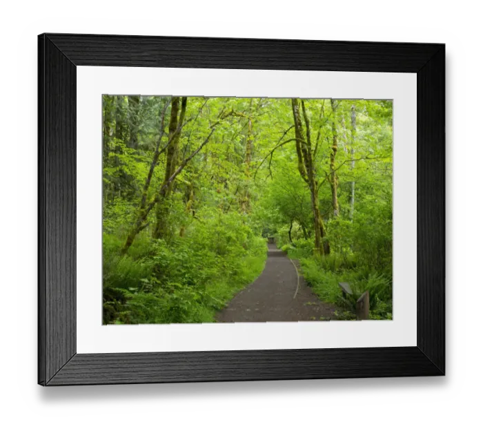 Framed Print : Washington State, Tiger Mountain trail Framed Print : Washington State, Tiger Mountain trail