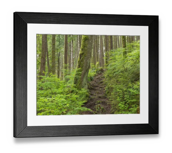 Framed Print : Washington State, Central Cascades. Rainy Lake trail Framed Print : Washington State, Central Cascades. Rainy Lake trail