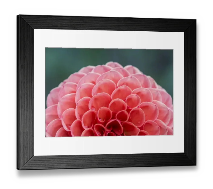Framed Print : Washington State, Seattle. Dahlia