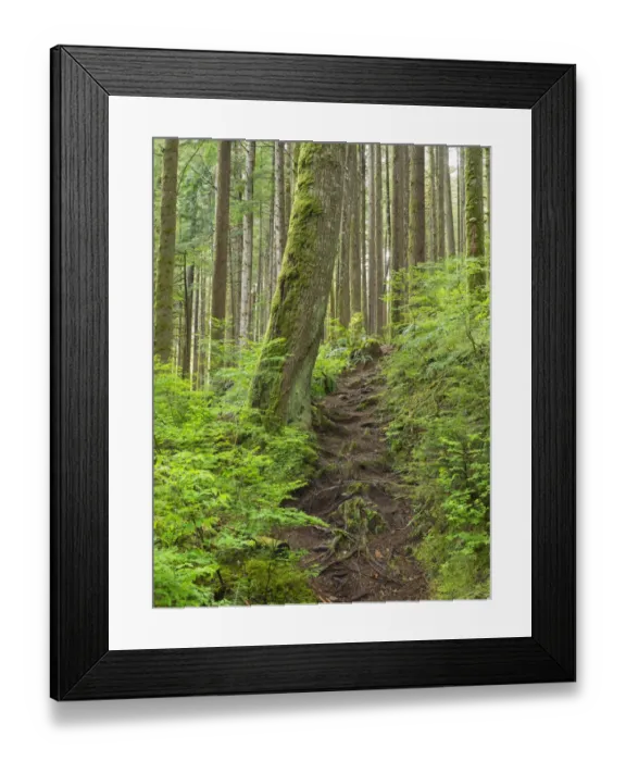 Framed Print : Washington State, Central Cascades. Rainy Lake trail Framed Print : Washington State, Central Cascades. Rainy Lake trail