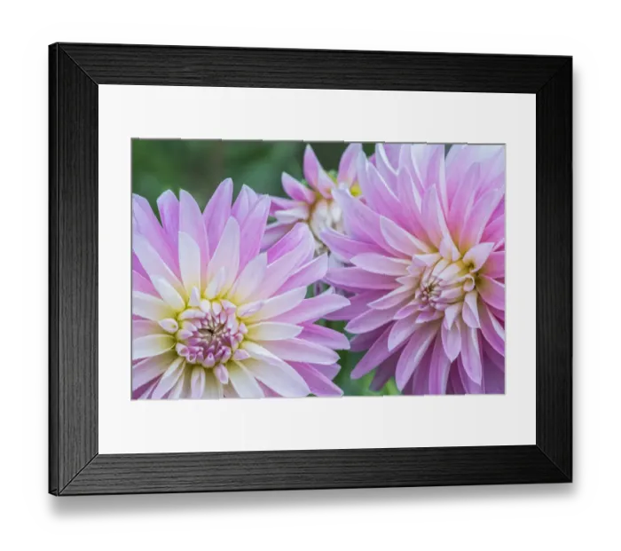 Framed Print : Washington State, Seattle. Dahlia Framed Print : Washington State, Seattle. Dahlia