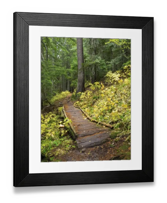 Framed Print : Washington State, Central Cascades. Trail to Olallie Lake, old wooden section Framed Print : Washington State, Central Cascades. Trail to Olallie Lake, old wooden section