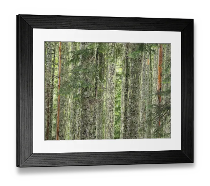 Framed Print : Washington State, Central Cascades. Moss and lichen covered tree trunks Framed Print : Washington State, Central Cascades. Moss and lichen covered tree trunks