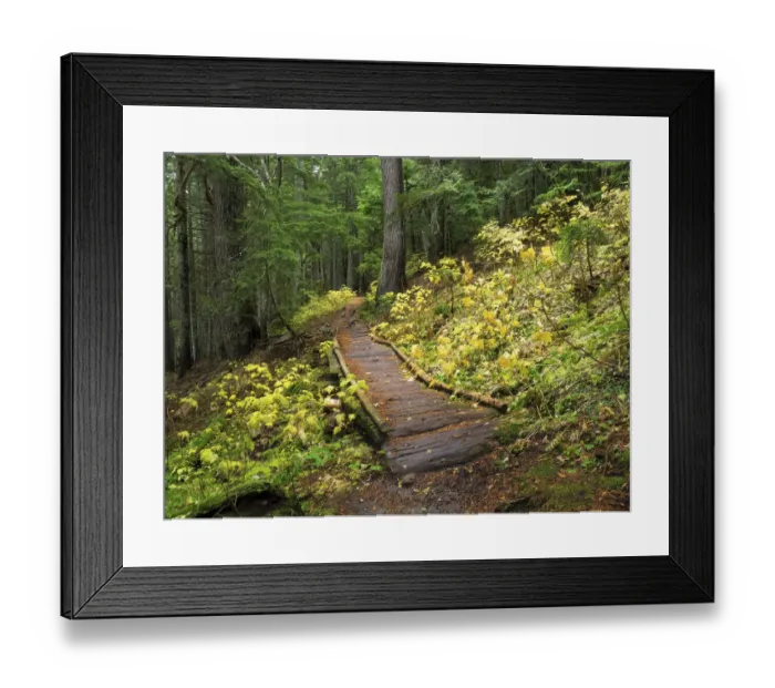 Framed Print : Washington State, Central Cascades. Trail to Olallie Lake, old wooden section Framed Print : Washington State, Central Cascades. Trail to Olallie Lake, old wooden section