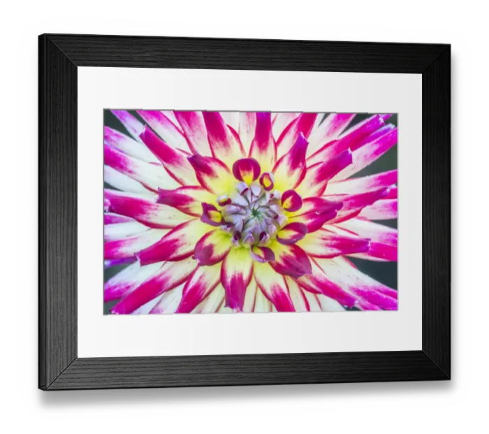 Framed Print : Washington State, Seattle. Dahlia Framed Print : Washington State, Seattle. Dahlia