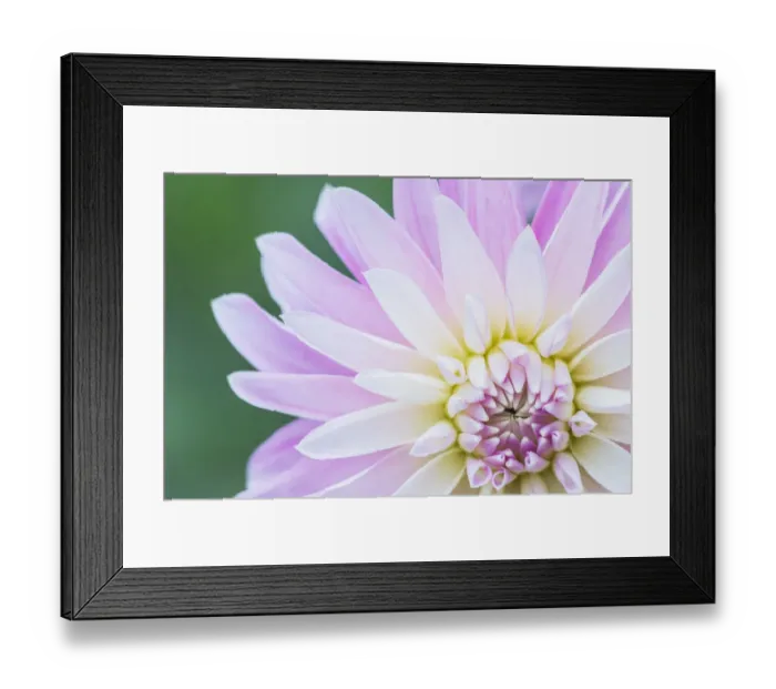 Framed Print : Washington State, Seattle. Dahlia