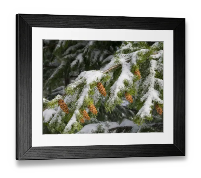 Framed Print : Washington State, Central Cascades. Mount Washington, fir cones and snow Framed Print : Washington State, Central Cascades. Mount Washington, fir cones and snow