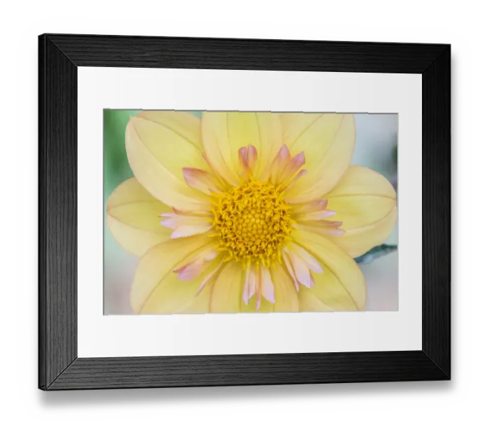 Framed Print : Washington State, Seattle. Dahlia Framed Print : Washington State, Seattle. Dahlia