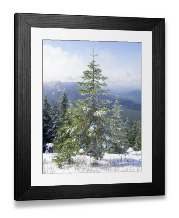 Framed Print : Washington State, Central Cascades. Mount Washington, fir trees and snow