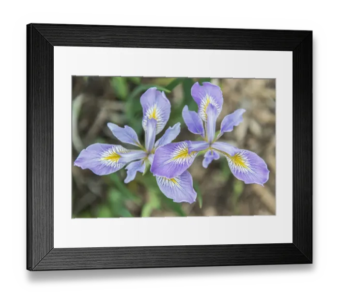 Framed Print : Washington State, Seattle. Iris Framed Print : Washington State, Seattle. Iris