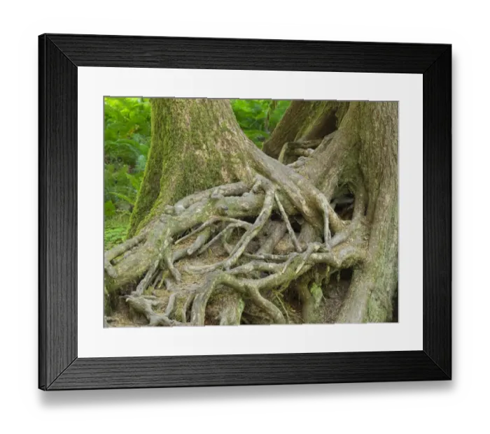 Framed Print : Washington State, Olympic National Park, Hoh Rain Forest, Hall of Mosses, intertwined tree roots