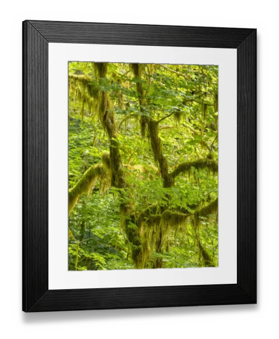 Framed Print : Washington State, Olympic National Park, Hoh Rain Forest, Hall of Mosses. Bigleaf maple trees and Oregon selaginella moss Framed Print : Washington State, Olympic National Park, Hoh Rain Forest, Hall of Mosses. Bigleaf maple trees and Oregon selaginella moss