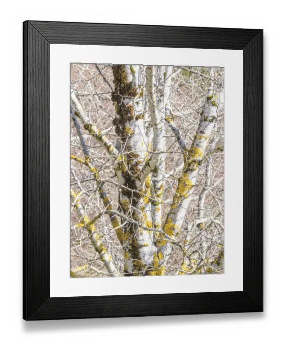 Framed Print : USA, Washington State, Bellevue, Birch tree with lichen early spring Framed Print : USA, Washington State, Bellevue, Birch tree with lichen early spring