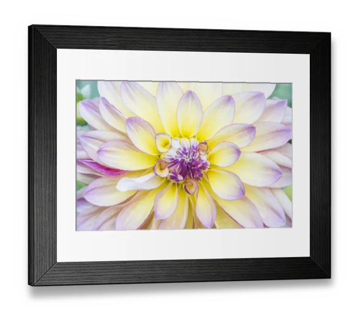 Framed Print : Washington State, Seattle. Dahlia Framed Print : Washington State, Seattle. Dahlia