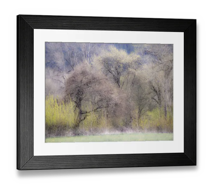 Framed Print : USA, Washington State, Carnation early spring and trees just budding out Framed Print : USA, Washington State, Carnation early spring and trees just budding out