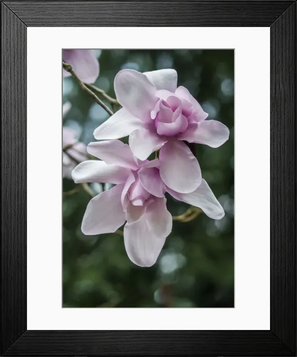 Framed Print : Washington State, Seattle. Magnolia Framed Print : Washington State, Seattle. Magnolia