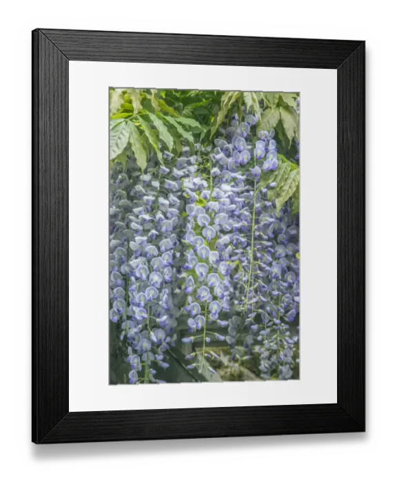 Framed Print : Washington State, Seattle. Wisteria Framed Print : Washington State, Seattle. Wisteria