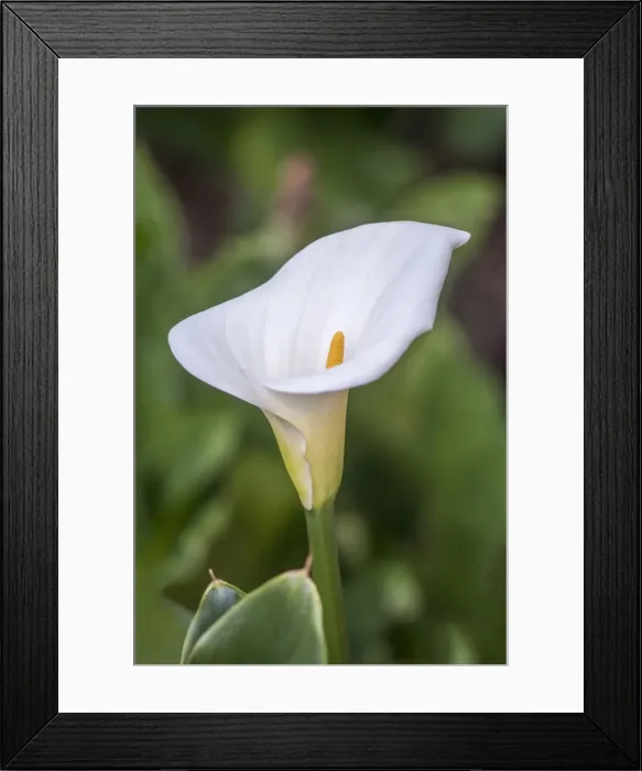 Framed Print : Washington State, Seattle. Lily