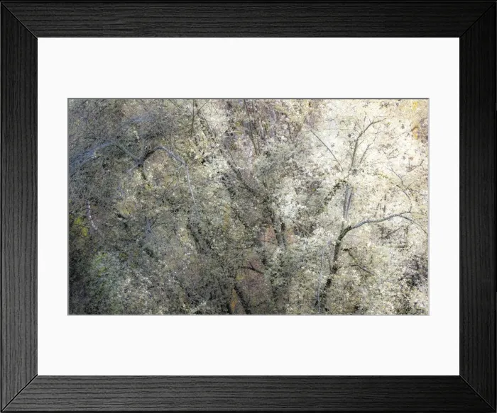 Framed Print : USA, Washington State, Fall City wild cherry springtime blooming Framed Print : USA, Washington State, Fall City wild cherry springtime blooming