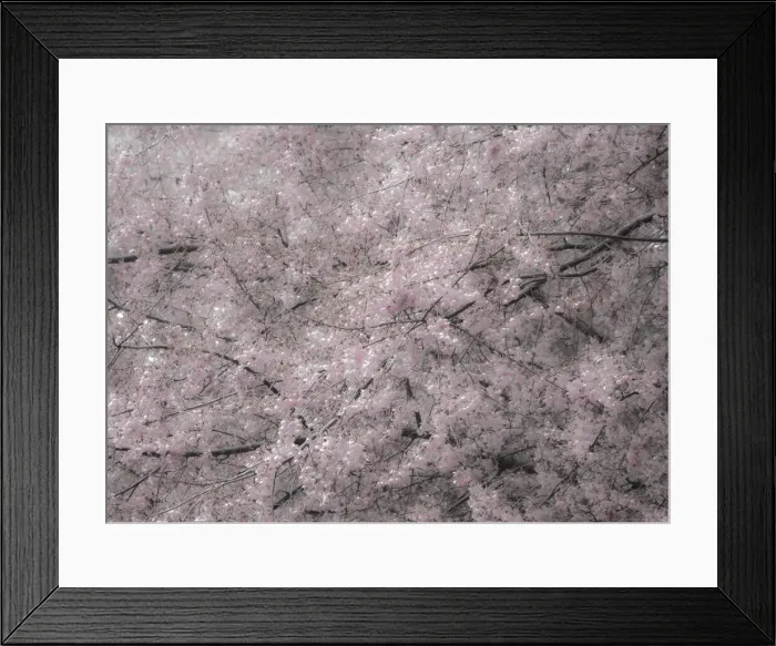 Framed Print : USA, Washington State, Fall City, Springtime cherry trees blooming along Snoqualmie River Framed Print : USA, Washington State, Fall City, Springtime cherry trees blooming along Snoqualmie River