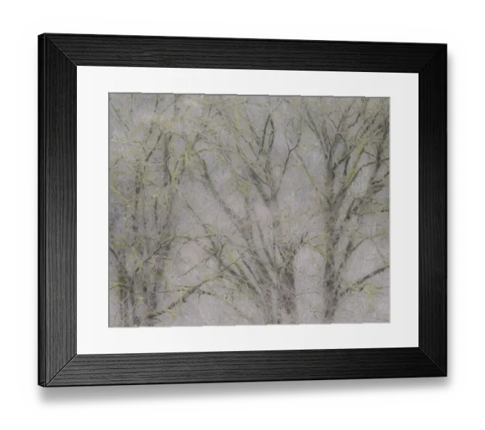 Framed Print : USA, Washington State, Fall City soft focus springtime Big Leaf Maple trees Framed Print : USA, Washington State, Fall City soft focus springtime Big Leaf Maple trees