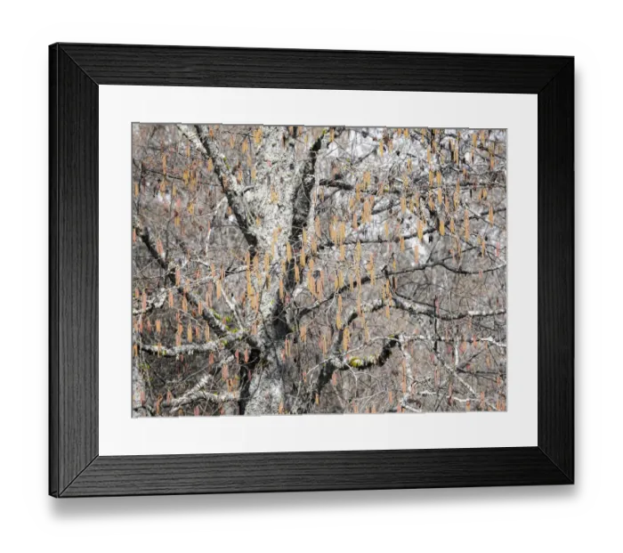 Framed Print : USA, Washington State, Carnation, Pacific Northwest early spring Alder Trees with pollen generating catkins