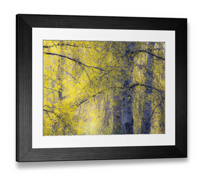 Framed Print : USA, Washington State, Fall City Cottonwoods just budding out in the spring along the Snoqualmie River Framed Print : USA, Washington State, Fall City Cottonwoods just budding out in the spring along the Snoqualmie River