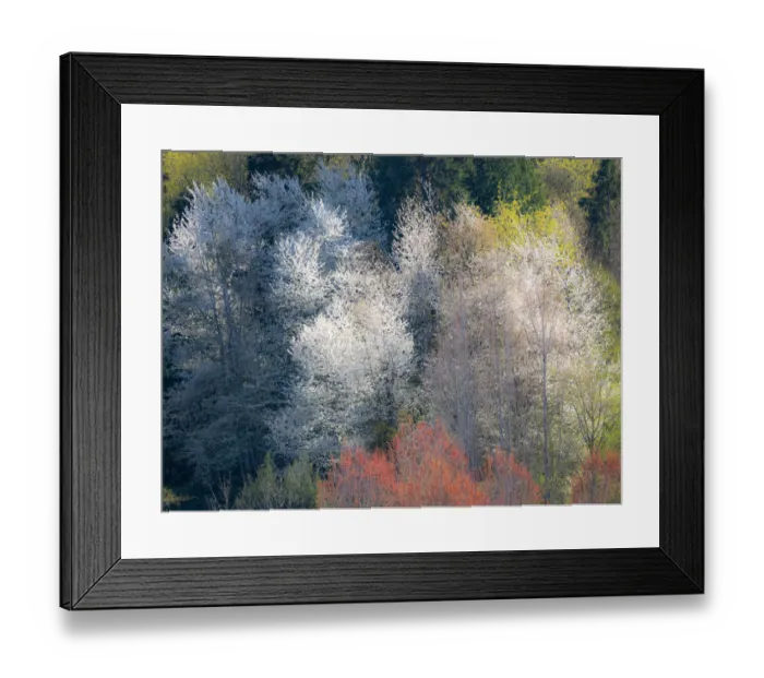 Framed Print : USA, Washington State, Fall City wild cherry springtime blooming Framed Print : USA, Washington State, Fall City wild cherry springtime blooming
