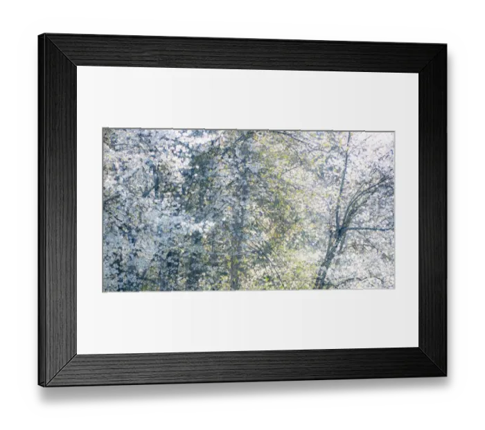 Framed Print : USA, Washington State, Fall City wild cherry springtime blooming Framed Print : USA, Washington State, Fall City wild cherry springtime blooming