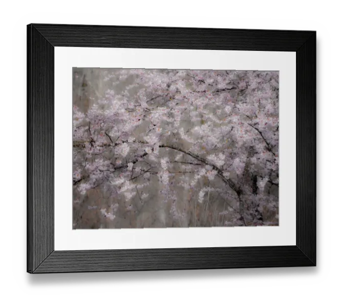Framed Print : USA, Washington State, Fall City, Springtime cherry trees blooming along Snoqualmie River Framed Print : USA, Washington State, Fall City, Springtime cherry trees blooming along Snoqualmie River