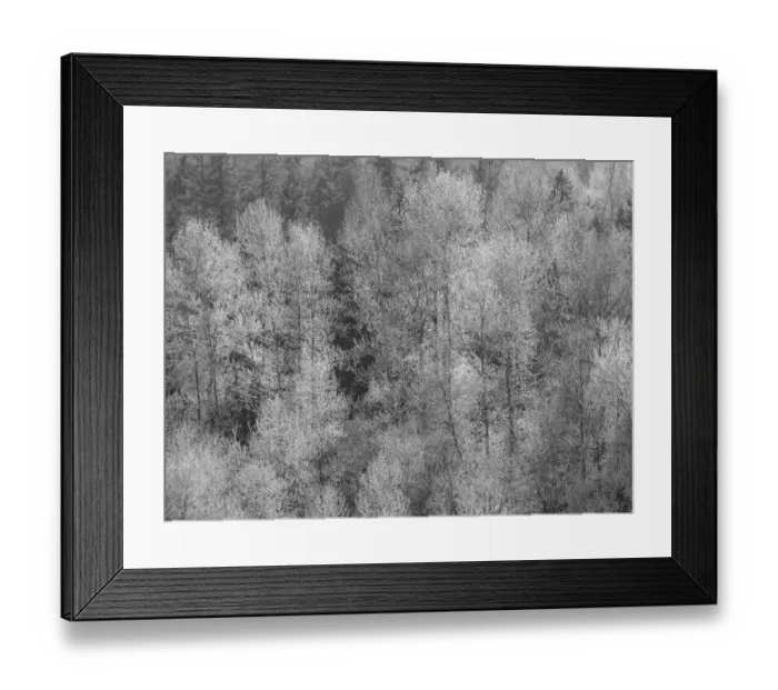 Framed Print : USA, Washington State, Fall City hillside of Cottonwoods just budding out in the spring Framed Print : USA, Washington State, Fall City hillside of Cottonwoods just budding out in the spring