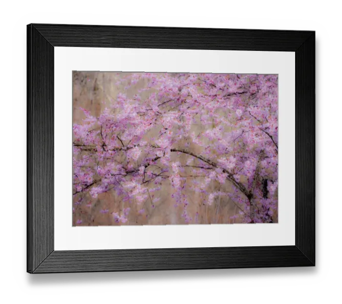 Framed Print : USA, Washington State, Fall City, Springtime cherry trees blooming along Snoqualmie River