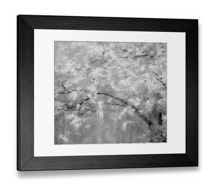 Framed Print : USA, Washington State, Fall City, Springtime cherry trees blooming along Snoqualmie River