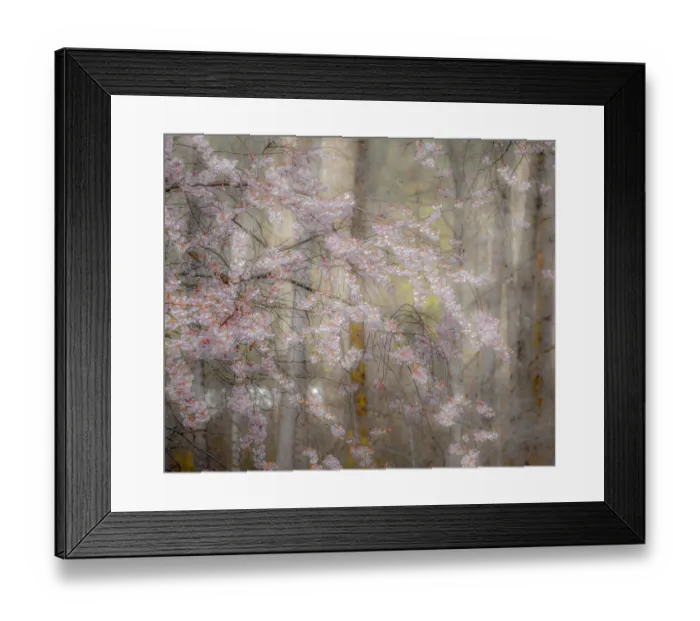 Framed Print : USA, Washington State, Fall City, Springtime cherry trees blooming along Snoqualmie River