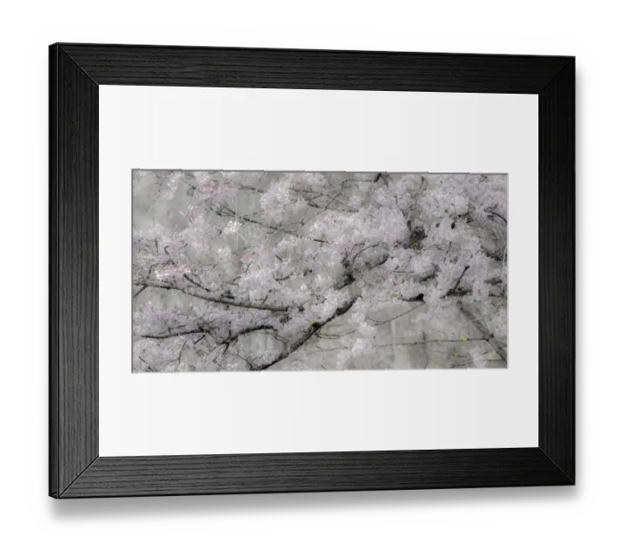 Framed Print : USA, Washington State, Fall City, Springtime cherry trees blooming along Snoqualmie River Framed Print : USA, Washington State, Fall City, Springtime cherry trees blooming along Snoqualmie River