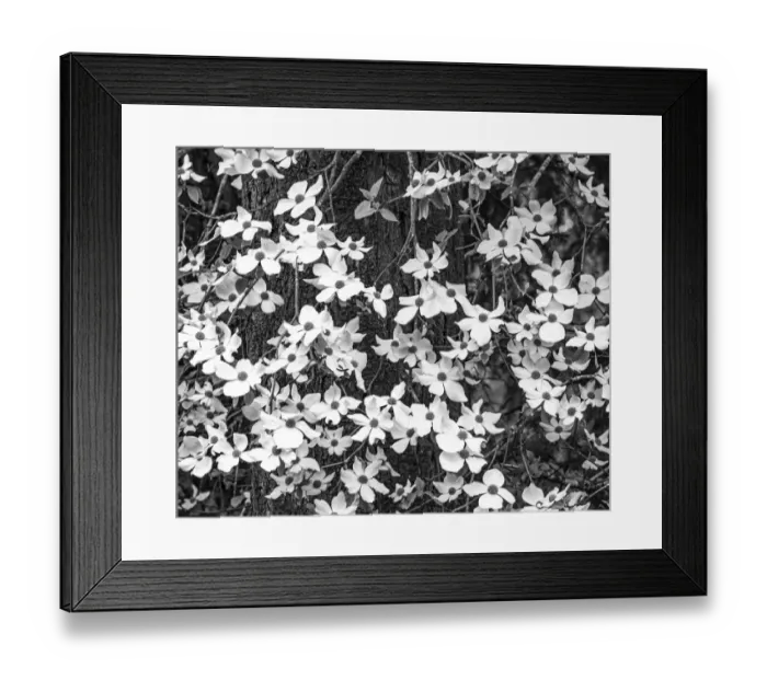 Framed Print : USA, Washington State, Pacific Northwest Sammamish White Dogwood blooming early spring Framed Print : USA, Washington State, Pacific Northwest Sammamish White Dogwood blooming early spring