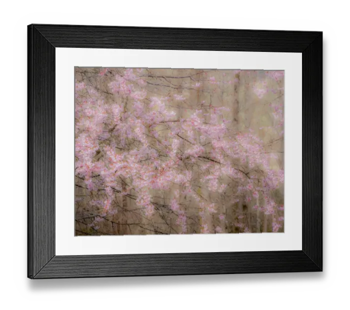 Framed Print : USA, Washington State, Fall City, Springtime cherry trees blooming along Snoqualmie River