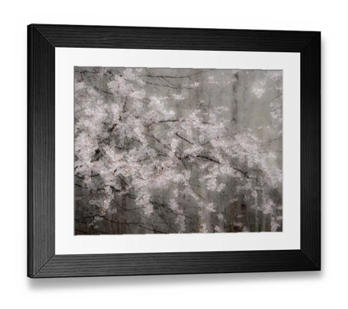 Framed Print : USA, Washington State, Fall City, Springtime cherry trees blooming along Snoqualmie River Framed Print : USA, Washington State, Fall City, Springtime cherry trees blooming along Snoqualmie River