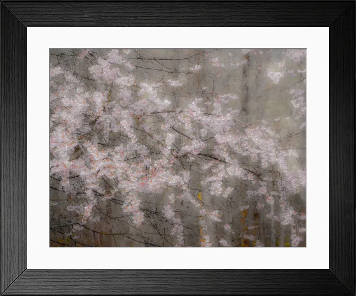 Framed Print : USA, Washington State, Fall City, Springtime cherry trees blooming along Snoqualmie River