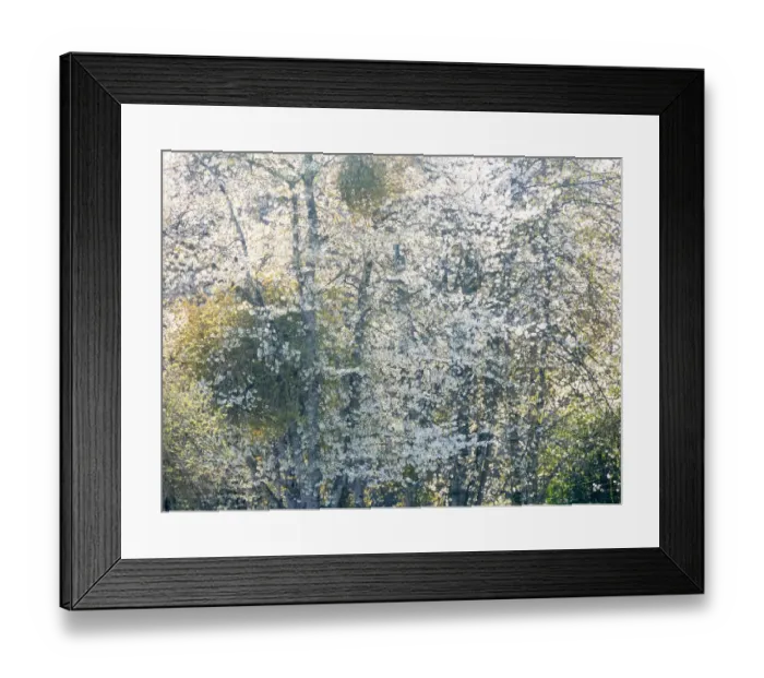 Framed Print : USA, Washington State, Fall City wild cherry springtime blooming Framed Print : USA, Washington State, Fall City wild cherry springtime blooming