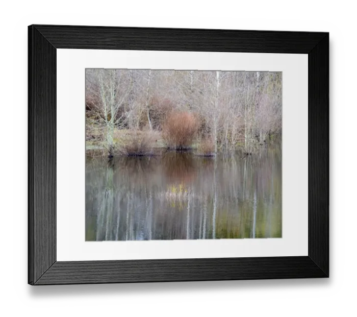 Framed Print : USA, Washington State, Sammamish springtime and alder trees and their reflections in small pond Framed Print : USA, Washington State, Sammamish springtime and alder trees and their reflections in small pond