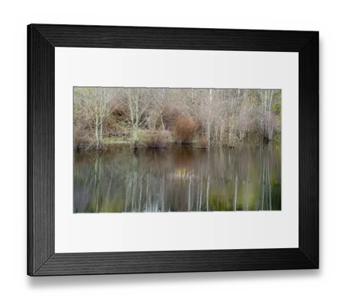 Framed Print : USA, Washington State, Sammamish springtime and alder trees and their reflections in small pond Framed Print : USA, Washington State, Sammamish springtime and alder trees and their reflections in small pond
